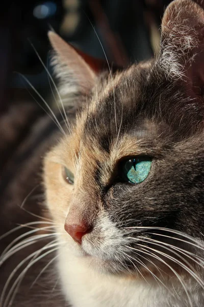 Dreifarbige Katze mit grünem Auge — Stockfoto