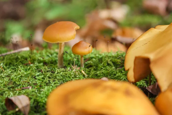 Setas silvestres en el bosque — Foto de Stock