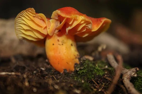 Cogumelos selvagens na floresta — Fotografia de Stock