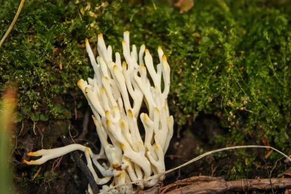 Longs champignons blancs avec du jaune sur les pointes — Photo