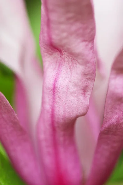 Pembe bir çiçeğe yaklaş — Stok fotoğraf