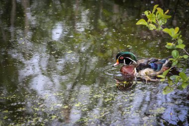 vahşi ördek gölet