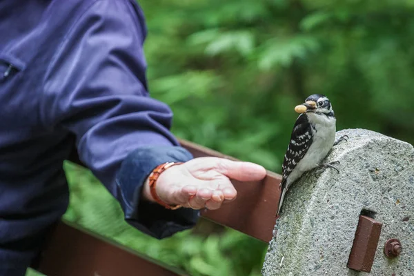 Hombre alimentando un pájaro — Foto de Stock