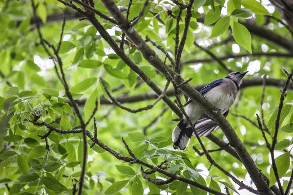 Pájaro azul en un bosque verde — Foto de Stock