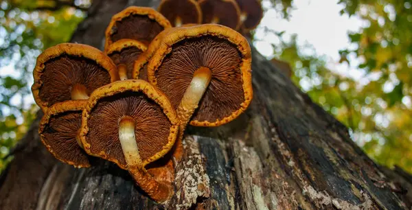 Groupe de champignons poussant sur un arbre — Photo