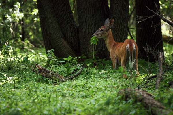 Deer in the forest eating some grass — Stock Photo, Image