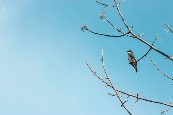 Pájaro blanco y negro en una rama — Foto de Stock