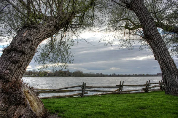 Two big trees on the side of a river — Stock Photo, Image