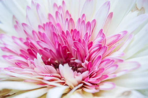 Primer plano de una flor rosa y blanca — Foto de Stock