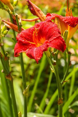 Kırmızı çiçekler ve yeşil yapraklar