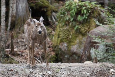mont tremblant, quebec, Kanada yabani geyik