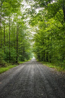 çakıl yol yeşil bir ormanda