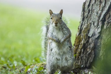 Zemin sincap ayakta 2 ayakları üzerinde