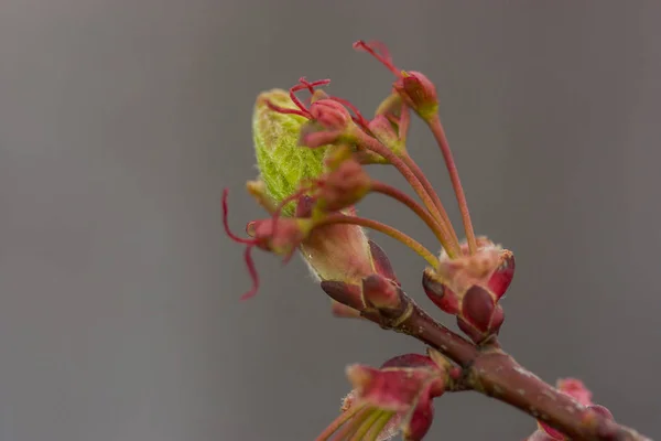 Green and red Leaf Buds — Stock Photo, Image