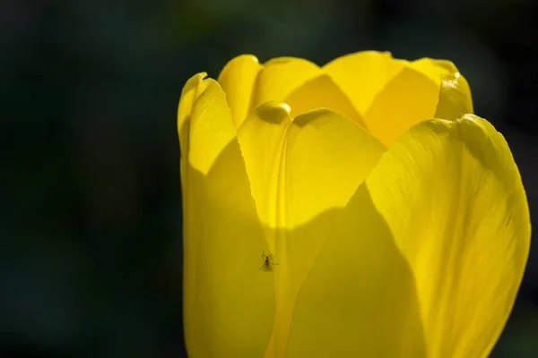 黑色背景的黄色郁金香 — 图库照片