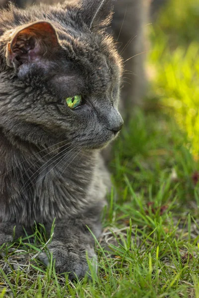 Portrait d'un chat gris sur herbe verte — Photo