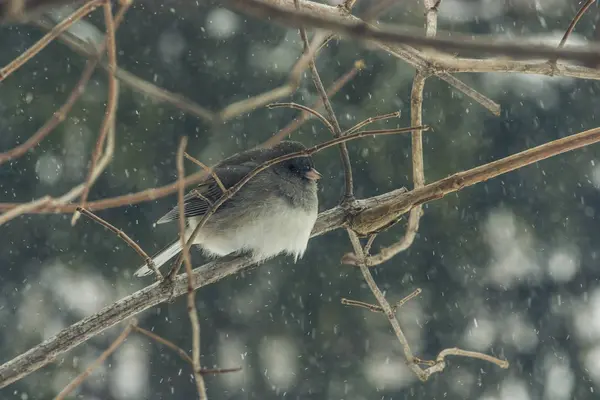 Ave en nieve cayendo — Foto de Stock