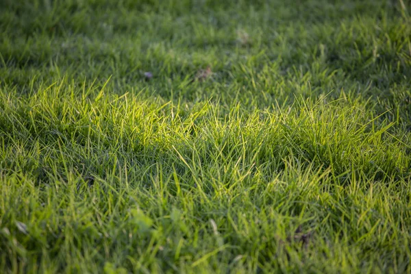 Поле Свежей Зеленой Травы — стоковое фото