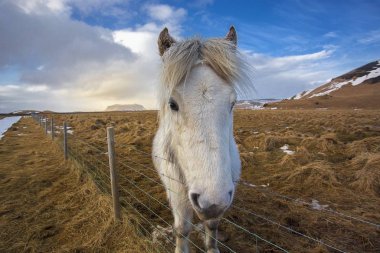Kışın bir İzlanda atının yan portresi