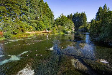Hamurana Springs, Yeni Zelanda 'nın Kristal berrak suları