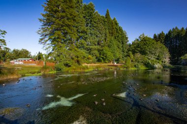 Hamurana Springs, Yeni Zelanda 'nın Kristal berrak suları