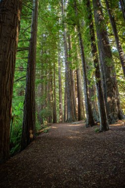  Hamurana Springs 'teki Redwood Ormanı, Rotorua Yeni Zelanda.