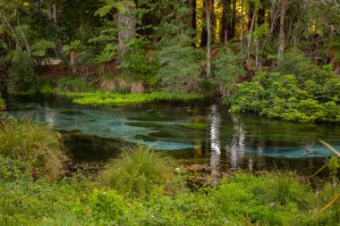 Hamurana Springs, Yeni Zelanda 'nın Kristal berrak suları