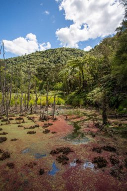 Erimiş çekirdekten fışkıran zengin mineral yüklü su silikon terasın kenarında bu canlı mavi göleti oluşturdu. Waimangu Volkanik Vadisi, Yeni Zelanda