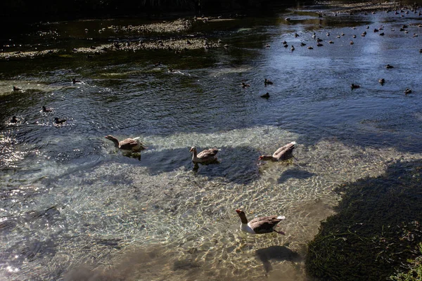 Água Limpa Lago Montês Com Peixes Patos — Fotografia de Stock