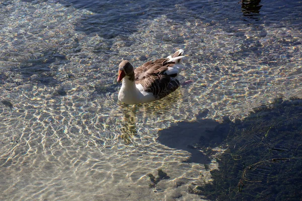 Agua Clara Del Lago Montaña Con Peces Patos — Foto de Stock