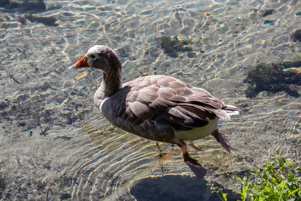 Água Limpa Lago Montês Com Peixes Patos — Fotografia de Stock