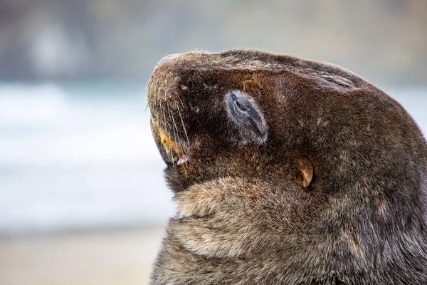 Close Van Zeehond Het Strand Nieuw Zeeland — Stockfoto