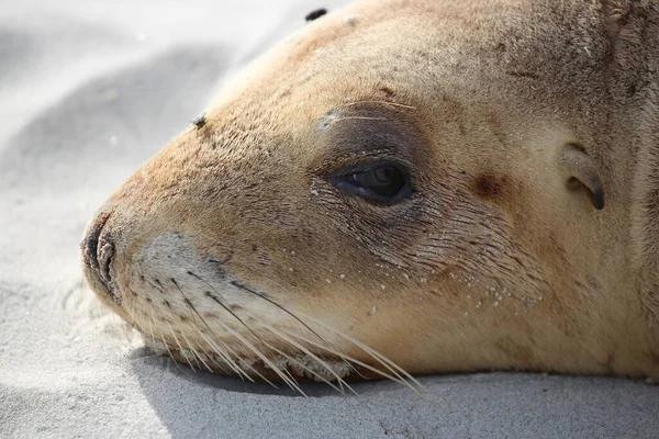 Zeehond Nieuw Zeeland — Stockfoto