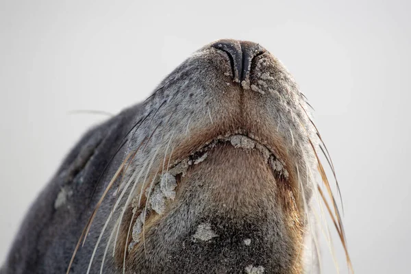 Закрытие Тюленя Пляже Новая Зеландия — стоковое фото