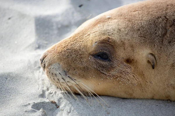 Close Van Zeehond Het Strand Nieuw Zeeland — Stockfoto