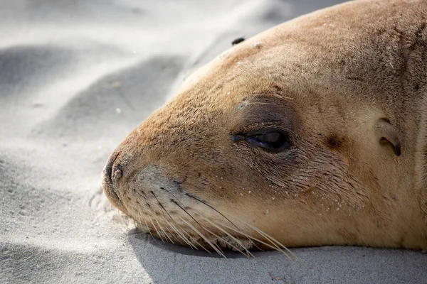 Gros Plan Phoque Sur Plage Nouvelle Zélande — Photo