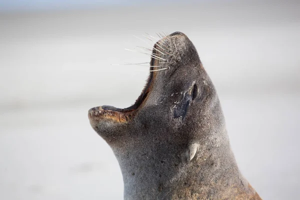 Close Seal Beach New Zealand — Stock Photo, Image