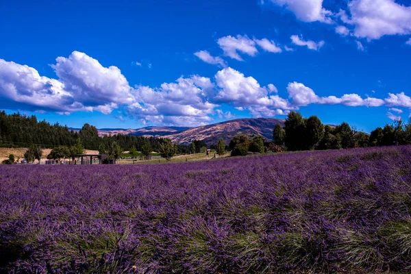 Ферма Wanaka Lavender Ванака Новая Зеландия — стоковое фото