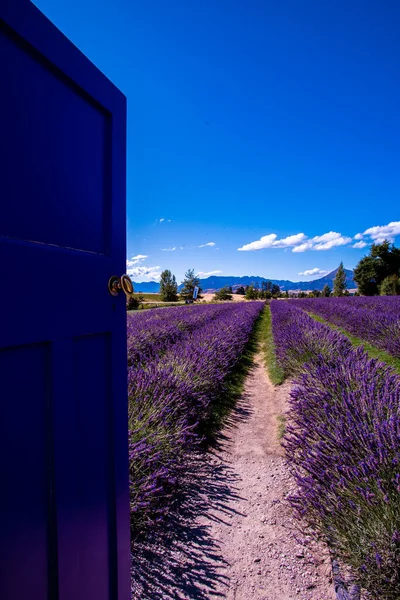 Lavender farm, New Zealand