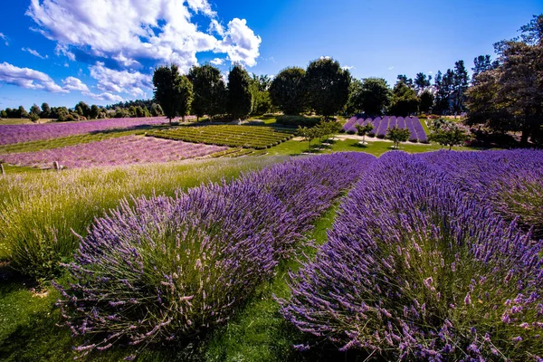 Fazenda Wanaka Lavender Wanaka Nova Zelândia — Fotografia de Stock