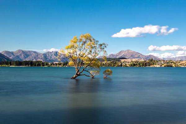 Famous Wanaka Tree Wanaka Lake New Zealand — Stock Photo, Image