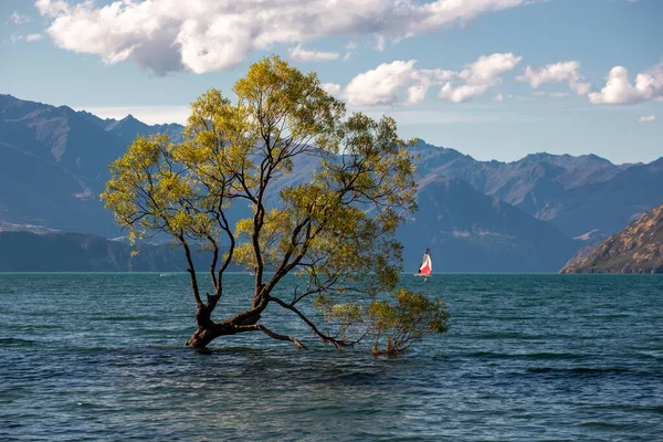 Famous Wanaka Tree Wanaka Lake New Zealand — Stock Photo, Image