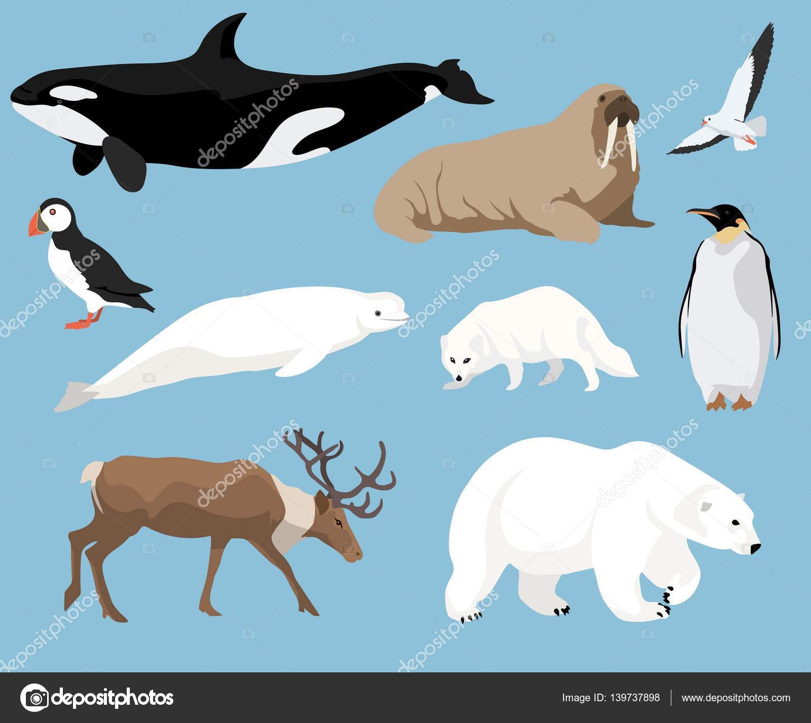 Set of arctic animals — Stock Vector © levente #139737898