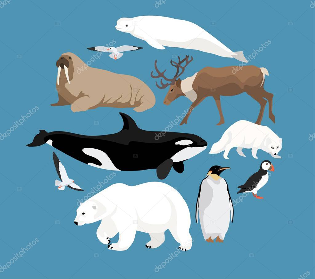 Polar animals collection