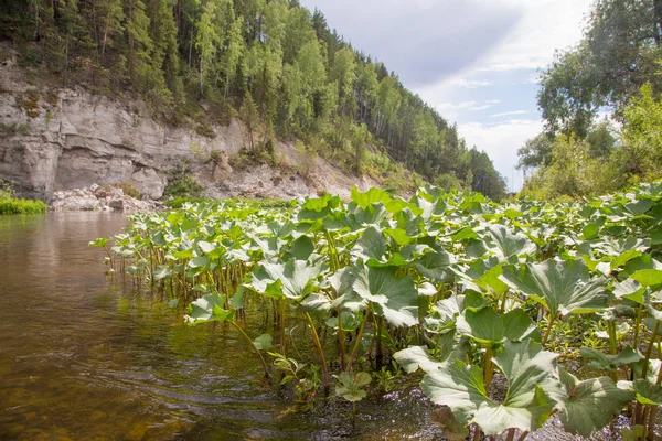 Waterplanten op de rivier — Stockfoto