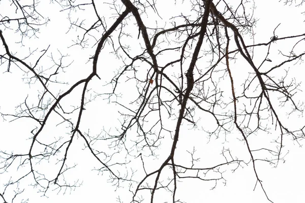 Tree branches in sky — Stock Photo, Image