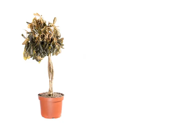 Plante mourante dans un pot — Photo