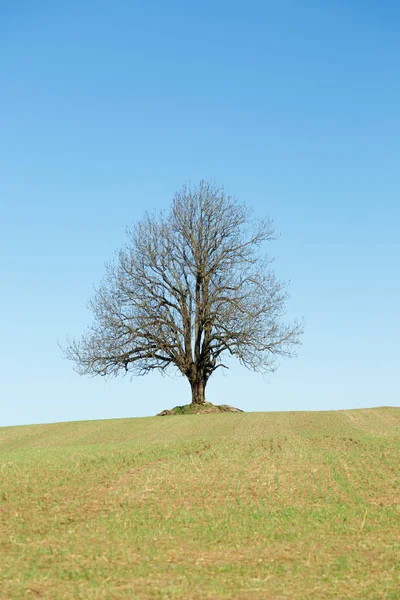 Big Lonely tree in field