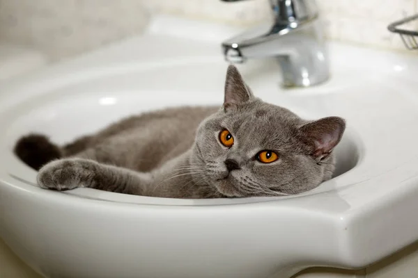 Beyaz bir lavaboda yalan büyük İngiliz kedi