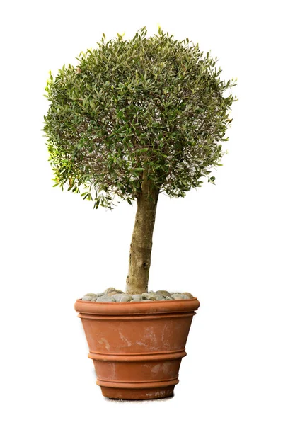 Tree in pot — Stock Photo, Image